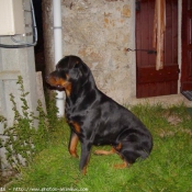 Photo de Rottweiler