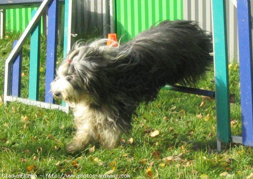 Photo de Bearded collie