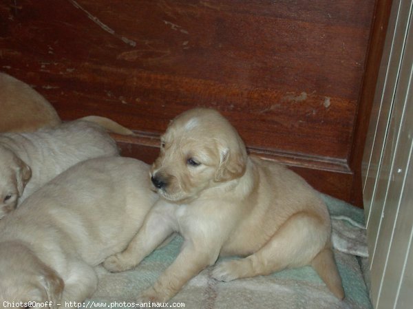 Photo de Golden retriever