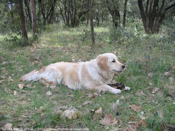 Photo de Golden retriever