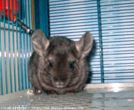 Photo de Chinchilla