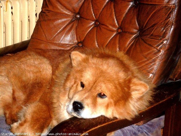 Photo de Chow chow