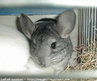 Photo de Chinchilla