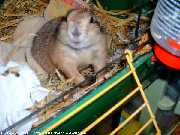 Photo de Chien de prairie