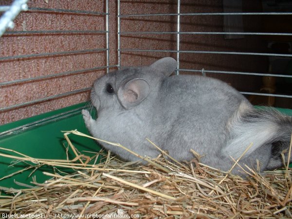 Photo de Chinchilla