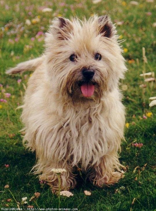 Photo de Cairn terrier