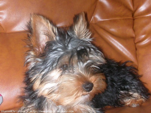 Photo de Yorkshire terrier