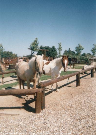 Photo de Races diffrentes