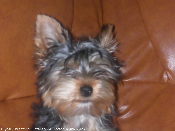 Photo de Yorkshire terrier