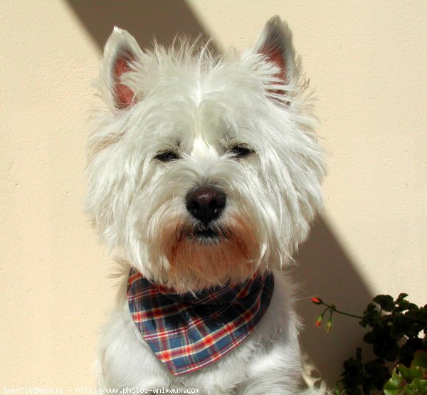 Photo de West highland white terrier