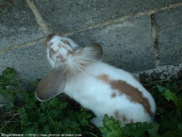 Photo de Lapin