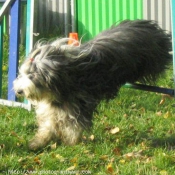 Photo de Bearded collie