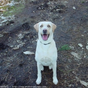 Photo de Labrador retriever