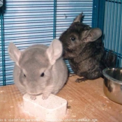 Photo de Chinchilla