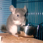 Photo de Chinchilla