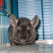 Photo de Chinchilla