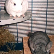 Photo de Chinchilla