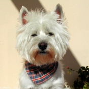 Photo de West highland white terrier