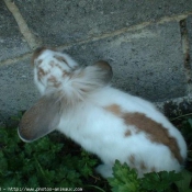 Photo de Lapin