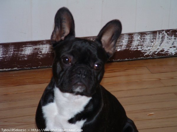 Photo de Bouledogue franais