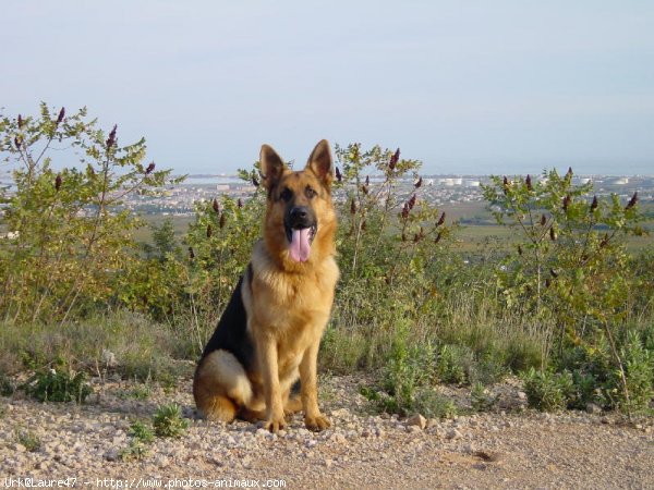 Photo de Berger allemand  poil court