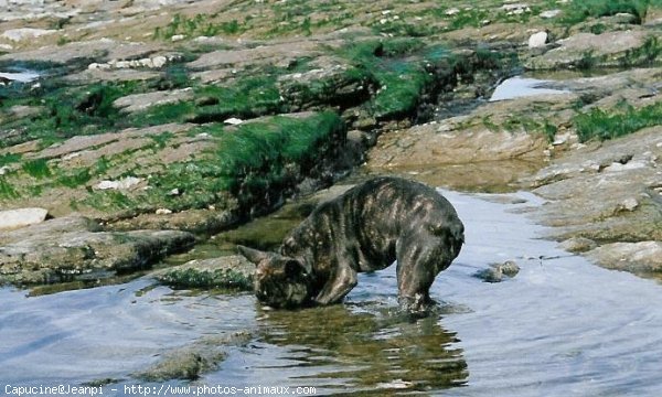 Photo de Bouledogue franais