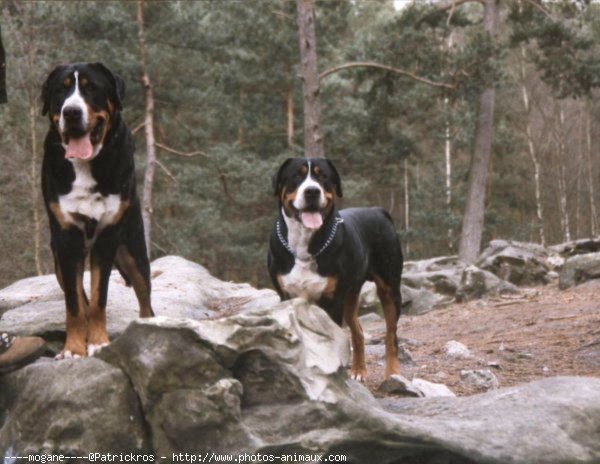 Photo de Grand bouvier suisse