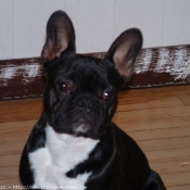 Photo de Bouledogue franais