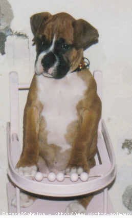 Photo de Boxer