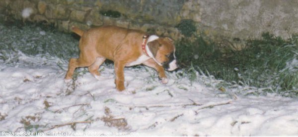 Photo de Boxer