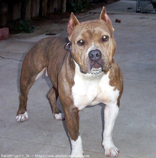 Photo d'American staffordshire terrier