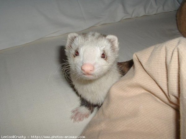 Photo de Furet