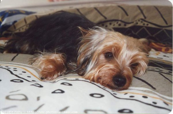 Photo de Yorkshire terrier