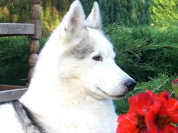 Photo de Husky siberien