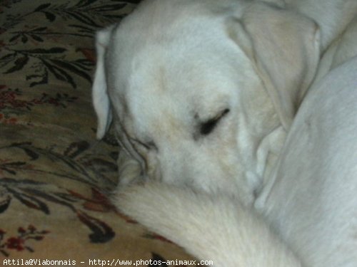 Photo de Labrador retriever