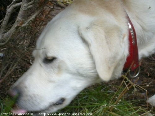 Photo de Labrador retriever