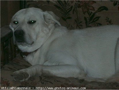 Photo de Labrador retriever