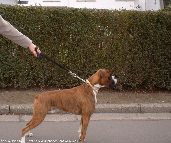 Photo de Boxer