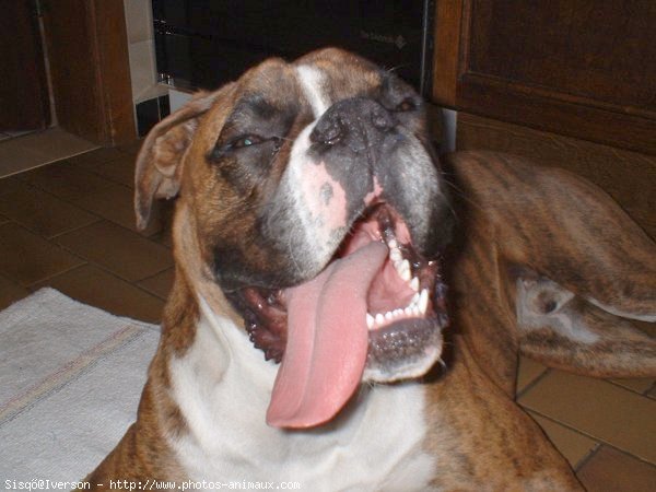 Photo de Boxer