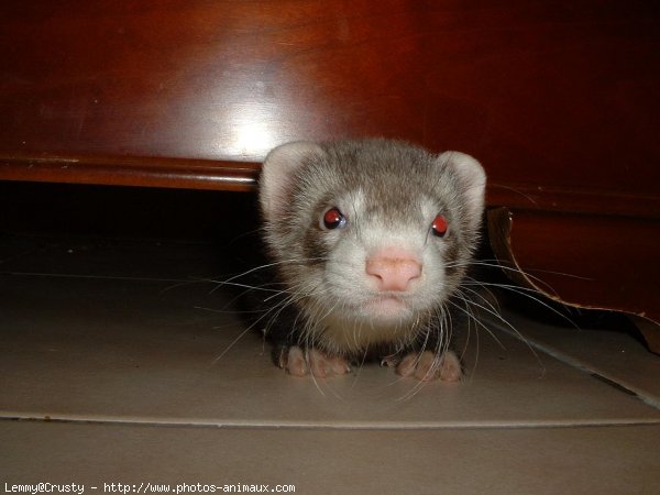 Photo de Furet