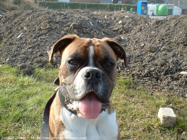 Photo de Boxer