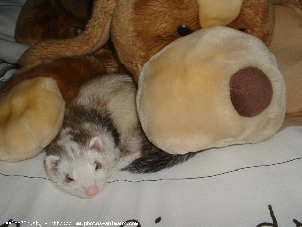 Photo de Furet