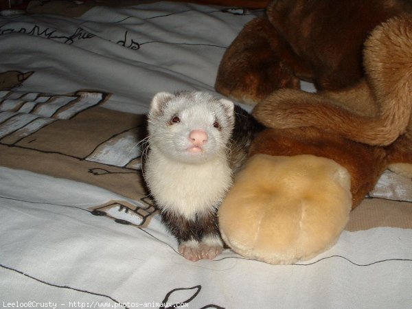 Photo de Furet