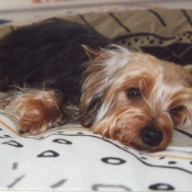 Photo de Yorkshire terrier