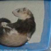 Photo de Furet