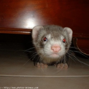 Photo de Furet