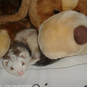 Photo de Furet