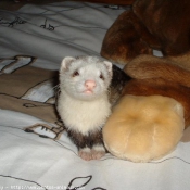 Photo de Furet