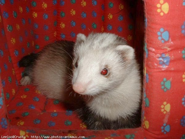 Photo de Furet