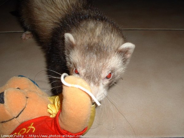 Photo de Furet